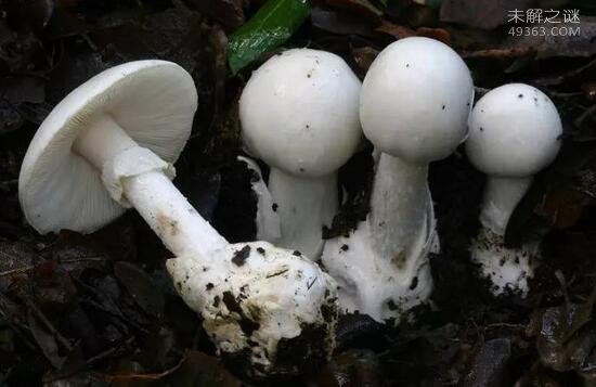 世界上最致命的蘑菇，死亡帽只需0.03克便可致死966 / 作者:UFO爱好者 / 帖子ID:79579