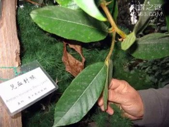 世界上最毒的树，人称“见血封喉树”，价值极为珍贵517 / 作者:UFO爱好者 / 帖子ID:79578