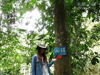 世界上最毒的树，人称“见血封喉树”，价值极为珍贵547 / 作者:UFO爱好者 / 帖子ID:79578