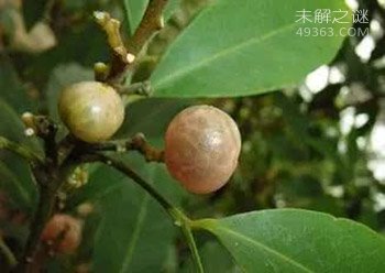 世界上最毒的树，人称“见血封喉树”，价值极为珍贵365 / 作者:UFO爱好者 / 帖子ID:79578