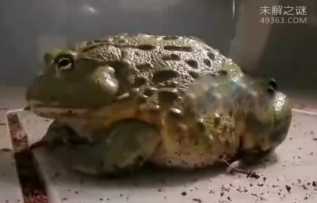 非洲牛箱头蛙具有较强的攻击力，可将猎物瞬间窒息416 / 作者:UFO爱好者 / 帖子ID:79576