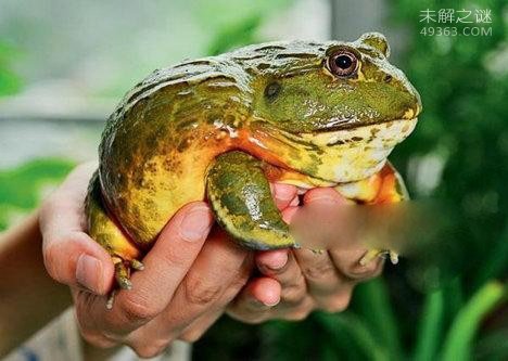 非洲牛箱头蛙具有较强的攻击力，可将猎物瞬间窒息252 / 作者:UFO爱好者 / 帖子ID:79576