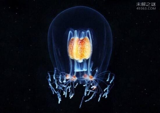 灯塔水母长生不死原因揭秘，它竟能“返老还童”821 / 作者:UFO爱好者 / 帖子ID:79479