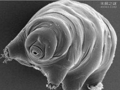 火星人的祖先水熊虫,与太用同寿的生物383 / 作者:UFO爱好者 / 帖子ID:74541