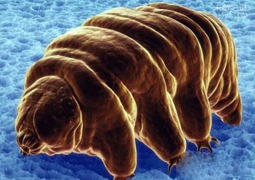 火星人的祖先水熊虫,与太用同寿的生物530 / 作者:UFO爱好者 / 帖子ID:74541
