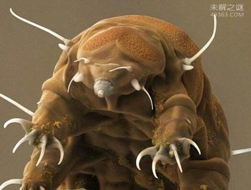 火星人的祖先水熊虫,与太用同寿的生物967 / 作者:UFO爱好者 / 帖子ID:74541