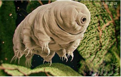 火星人的祖先水熊虫,与太用同寿的生物448 / 作者:UFO爱好者 / 帖子ID:74541