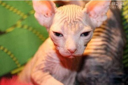 斯芬克斯猫是世界上最丑的猫，无毛猫爱好者们珍宝270 / 作者:UFO爱好者 / 帖子ID:79383