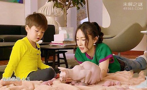 斯芬克斯猫是世界上最丑的猫，无毛猫爱好者们珍宝534 / 作者:UFO爱好者 / 帖子ID:79383