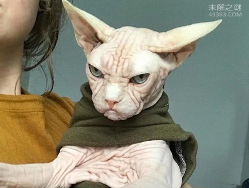 斯芬克斯猫是世界上最丑的猫，无毛猫爱好者们珍宝673 / 作者:UFO爱好者 / 帖子ID:79383
