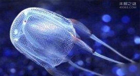 澳洲方水母到底有多毒?3分钟之内就会死亡?166 / 作者:UFO爱好者 / 帖子ID:79381
