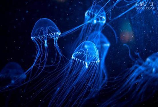 澳洲方水母到底有多毒?3分钟之内就会死亡?387 / 作者:UFO爱好者 / 帖子ID:79381