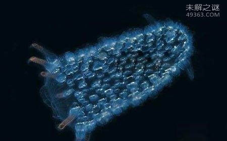 火体虫为什么可以不断变长?最长可以达到30米左右302 / 作者:UFO爱好者 / 帖子ID:79205