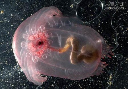 火体虫为什么可以不断变长?最长可以达到30米左右365 / 作者:UFO爱好者 / 帖子ID:79205