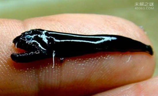 地球新发现的10大物种，414条腿的千足虫512 / 作者:UFO爱好者 / 帖子ID:79283