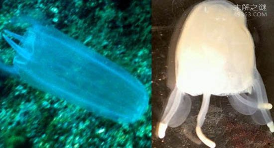 地球新发现的10大物种，414条腿的千足虫57 / 作者:UFO爱好者 / 帖子ID:79283