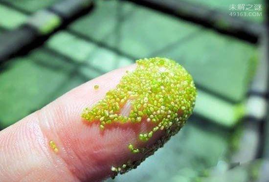 世界上最阴险的吃人植物，它是一种吃人的花544 / 作者:UFO爱好者 / 帖子ID:79067