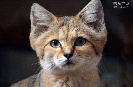 沙猫因美招祸，巴基斯坦沙猫为什么会濒临灭绝372 / 作者:UFO爱好者 / 帖子ID:78639