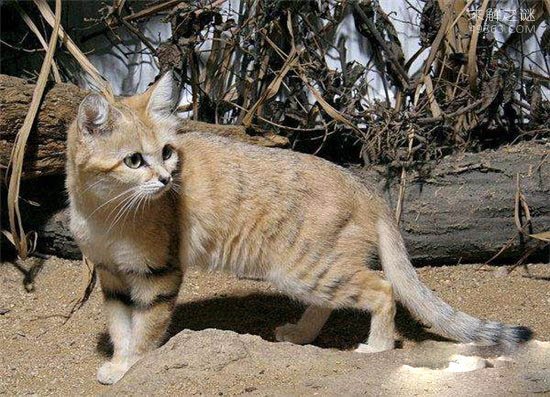 沙猫因美招祸，巴基斯坦沙猫为什么会濒临灭绝709 / 作者:UFO爱好者 / 帖子ID:78639
