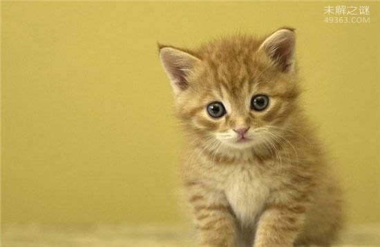 沙猫因美招祸，巴基斯坦沙猫为什么会濒临灭绝233 / 作者:UFO爱好者 / 帖子ID:78639
