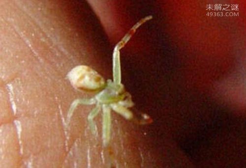 中国非常稀有的蜘蛛，金钱活门蛛仅6只成活宝880 / 作者:UFO爱好者 / 帖子ID:78638