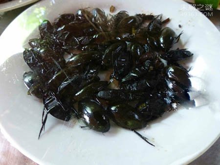水蟑螂成为美食，价格如此昂贵有什么特殊功效？439 / 作者:UFO爱好者 / 帖子ID:78539