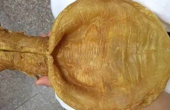 中国顶级食用鱼黄唇鱼,提炼出最上等的金钱鳖鱼胶217 / 作者:UFO爱好者 / 帖子ID:78265