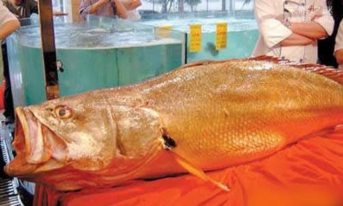 中国顶级食用鱼黄唇鱼,提炼出最上等的金钱鳖鱼胶13 / 作者:UFO爱好者 / 帖子ID:78265