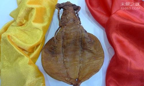 中国顶级食用鱼黄唇鱼,提炼出最上等的金钱鳖鱼胶789 / 作者:UFO爱好者 / 帖子ID:78265