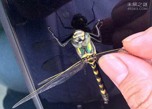 鬼蜻蜓被人类称为遗落世上的火星异种，鬼蜻蜓有毒吗?384 / 作者:UFO爱好者 / 帖子ID:78362