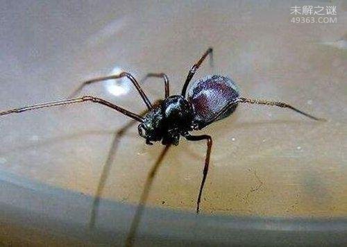 幽灵蛛捕杀2米长蛇，地球上10大最常见的室内蜘蛛504 / 作者:UFO爱好者 / 帖子ID:78361