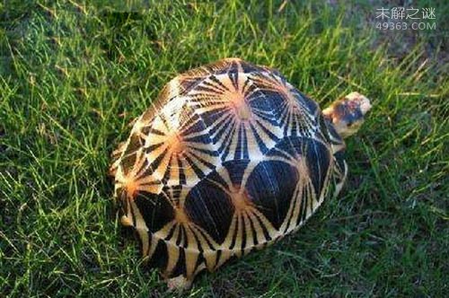 世界上珍稀的陆龟,辐射龟多少钱一只(品相好过万)21 / 作者:UFO爱好者 / 帖子ID:78263