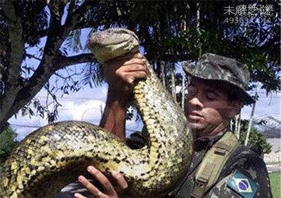 森林王蛇能免疫响尾蛇毒，美国最大的蛇类488 / 作者:UFO爱好者 / 帖子ID:78156
