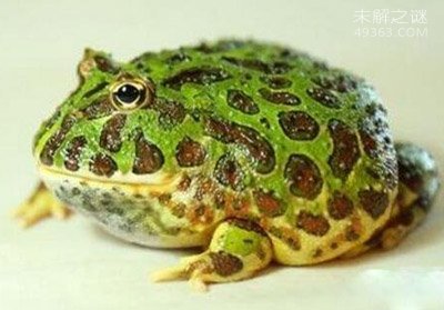 绿角蛙：外形可爱的新型宠物（每只价格超百元）33 / 作者:UFO爱好者 / 帖子ID:78155