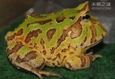 绿角蛙：外形可爱的新型宠物（每只价格超百元）551 / 作者:UFO爱好者 / 帖子ID:78155