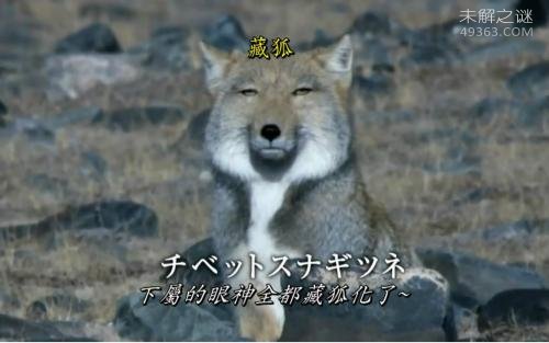 它喜欢霸占旱獭的洞穴居住,还长着一种奇特带着迷之微笑的脸113 / 作者:UFO爱好者 / 帖子ID:78041
