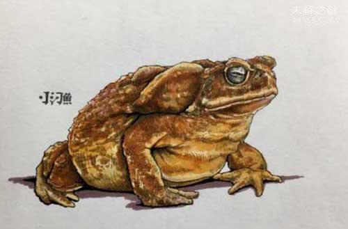 海蟾蜍的危害有哪些 狗狗添了它会怎么样？870 / 作者:UFO爱好者 / 帖子ID:77871
