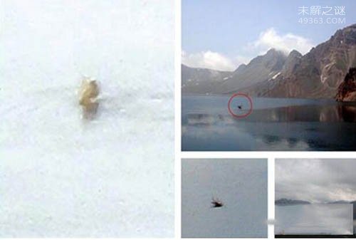 中国三大水怪之谜：青海湖水怪疑似蛇颈龙738 / 作者:UFO爱好者 / 帖子ID:73940