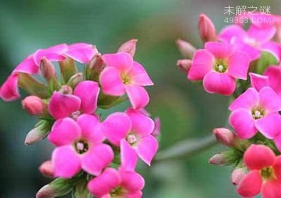 长寿花为什么致癌？致癌的传闻都是谣言（不可信）210 / 作者:UFO爱好者 / 帖子ID:77302