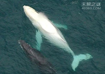 各种各样罕见白化动物似外星生物222 / 作者:UFO爱好者 / 帖子ID:69113