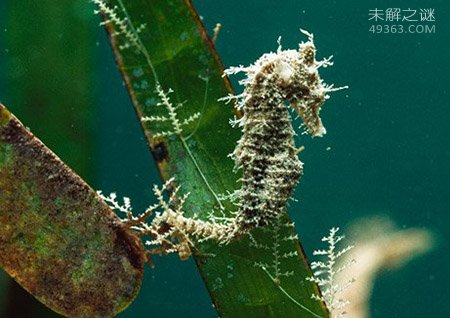 海马“直立”游泳之谜305 / 作者:UFO爱好者 / 帖子ID:76407