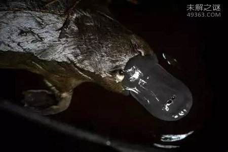 鸭嘴兽竟有毒刺，科学家发现哺乳动物进化线索657 / 作者:UFO爱好者 / 帖子ID:68909