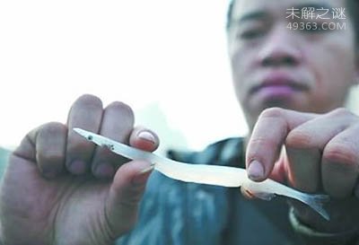 长江捞起一条全身透明的“银鱼”，银鱼怎么吃才是最好651 / 作者:UFO爱好者 / 帖子ID:76167