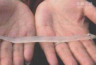 长江捞起一条全身透明的“银鱼”，银鱼怎么吃才是最好903 / 作者:UFO爱好者 / 帖子ID:76167