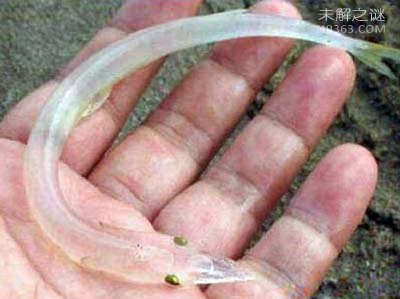 长江捞起一条全身透明的“银鱼”，银鱼怎么吃才是最好222 / 作者:UFO爱好者 / 帖子ID:76167