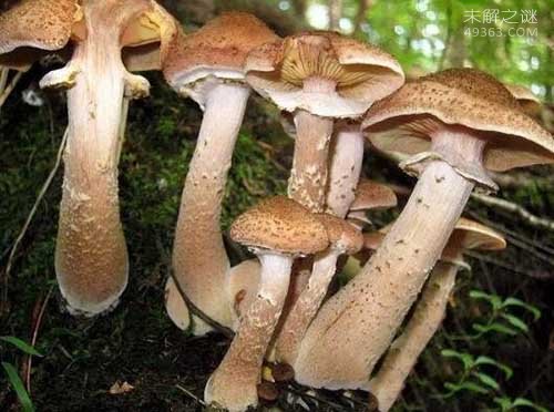 世界上最大的蘑菇，奥氏蜜环菌已经存活千年996 / 作者:UFO爱好者 / 帖子ID:76166
