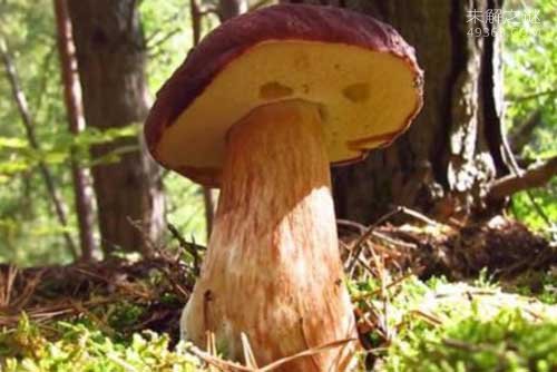 世界上最大的蘑菇，奥氏蜜环菌已经存活千年803 / 作者:UFO爱好者 / 帖子ID:76166