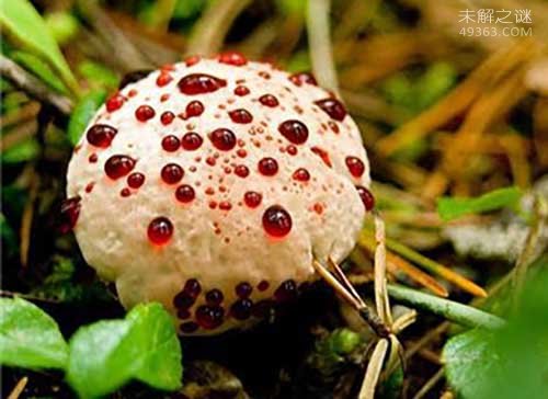 世界上最大的蘑菇，奥氏蜜环菌已经存活千年651 / 作者:UFO爱好者 / 帖子ID:76166