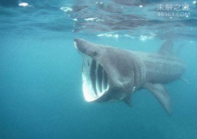 加勒比海姥鲨重现海洋，人类成为姥鲨的天敌281 / 作者:UFO爱好者 / 帖子ID:68259
