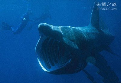 加勒比海姥鲨重现海洋，人类成为姥鲨的天敌994 / 作者:UFO爱好者 / 帖子ID:68259